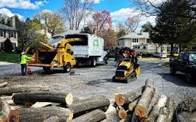 Tree and Shrub Care in Pine Manor, FL