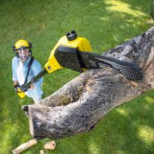 Trusted Pine Manor, FL  Tree Services Experts