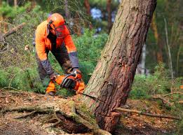 Why Choose Our Tree Removal Services in Pine Manor, FL?