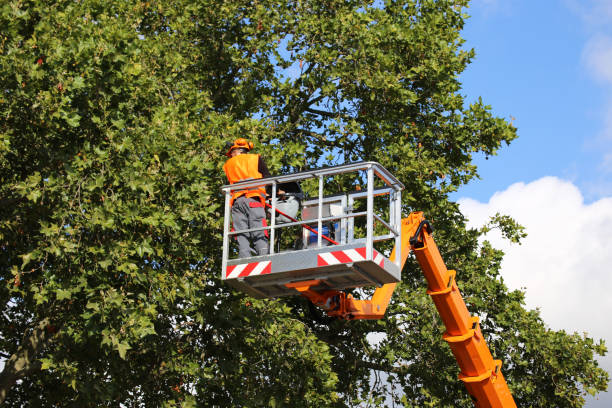 Best Tree Removal  in Pine Manor, FL