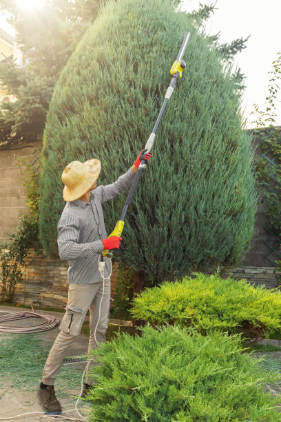 Best Palm Tree Trimming  in Pine Manor, FL