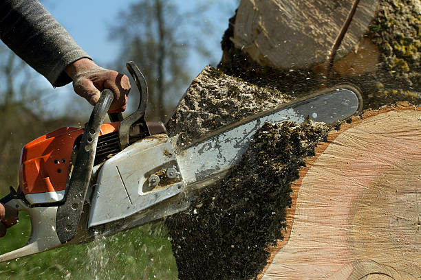 Best Fruit Tree Pruning  in Pine Manor, FL